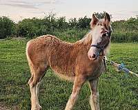 bay-silver-bay-filly-for-sale