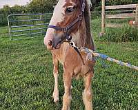 bay-silver-bay-horse