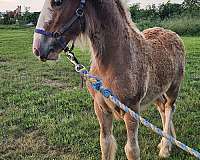 gypsy-vanner-filly