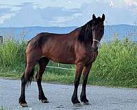 bay-friesian-mare