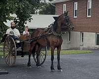 bay-mare-for-sale