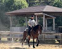 16-hand-friesian-mare