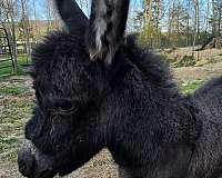 wlp-small-white-on-forehead-horse