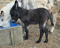 black-wlp-small-white-on-forehead-horse