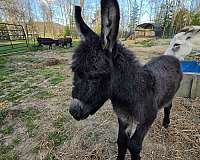 wlp-small-white-on-forehead