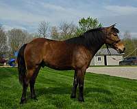 plain-pony