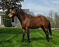 bay-plain-pony