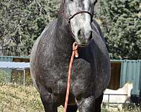 andalus-azteca-horse