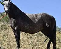 andaluz-azteca-horse