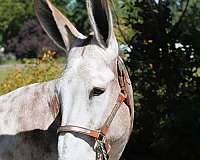 driving-donkey