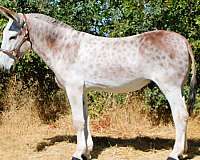 all-around-donkey