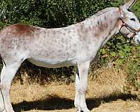 breeding-donkey