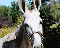 husband-safe-donkey