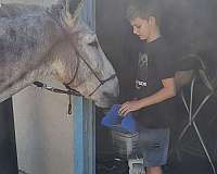 pleasure-driving-donkey