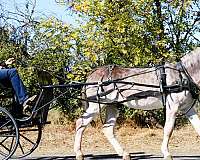 ridden-english-donkey