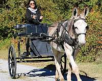 ridden-western-donkey
