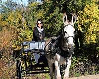 stallion-donkey