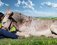 trail-donkey