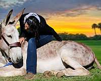 trail-riding-donkey