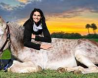 red-roan-all-around-horse