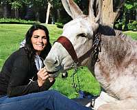 red-roan-donkey-stallion