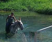 red-roan-breeding-horse