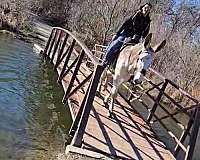 red-roan-driving-horse