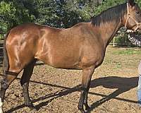 business-filly