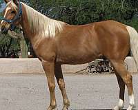 all-around-quarter-horse