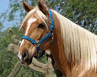 beginner-quarter-horse