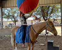 beginner-safe-quarter-horse