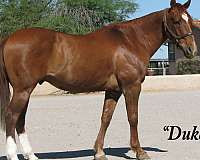 safe-family-gelding