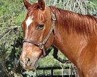 all-around-quarter-horse