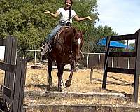 beginner-quarter-horse