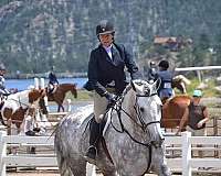 grey-sport-stallion-horse