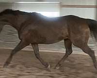 grey-irish-draught-stallion