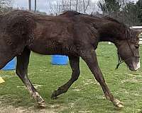 sport-stallion-irish-draught-horse