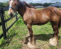 4-white-socks-blaze-horse