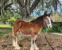 bay-4-white-socks-blaze-horse