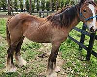 all-around-gypsy-vanner-horse