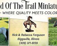 brindle-miniature-colt