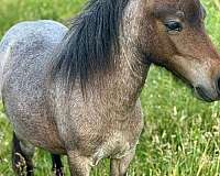 paint-colt-miniature-horse