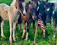 tri-miniature-horse
