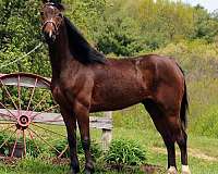driving-english-pleasure-morgan-horse