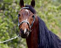 bay-driving-english-pleasure-horse