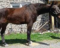 clevelandbay-cleveland-bay-horse