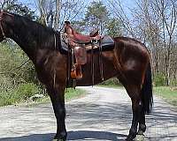 gelding-cleveland-bay-horse