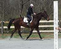 riding-cleveland-bay-horse