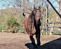 english-cleveland-bay-horse