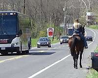 foxhunt-cleveland-bay-horse
